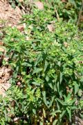 Euphorbia hirsuta